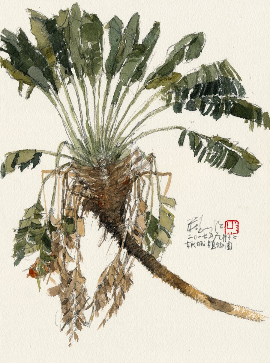 20170917 Traveller’s Palm Study, Penang Botanic Garden
