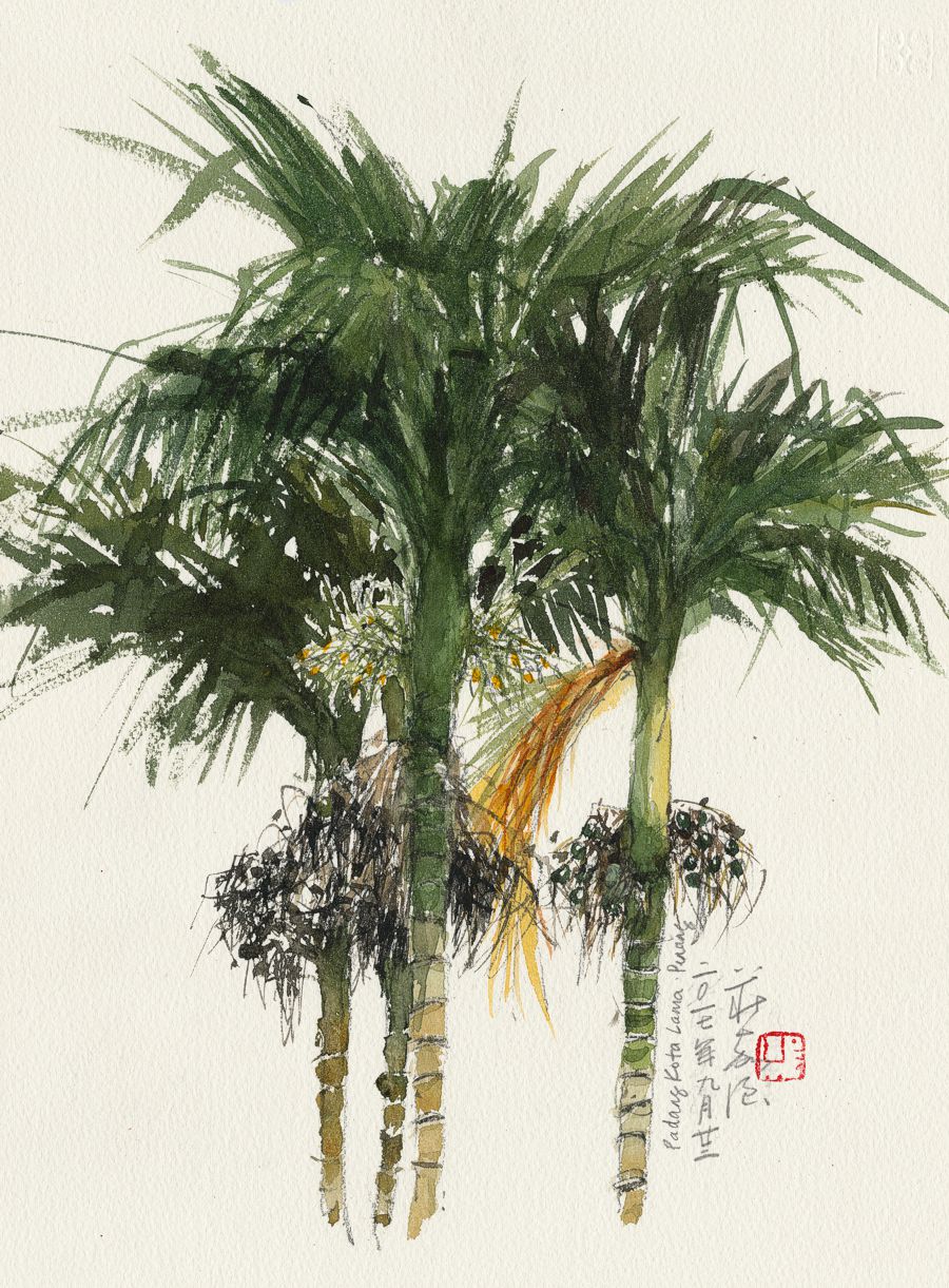 20170922 Pinang Tree, The Esplanade