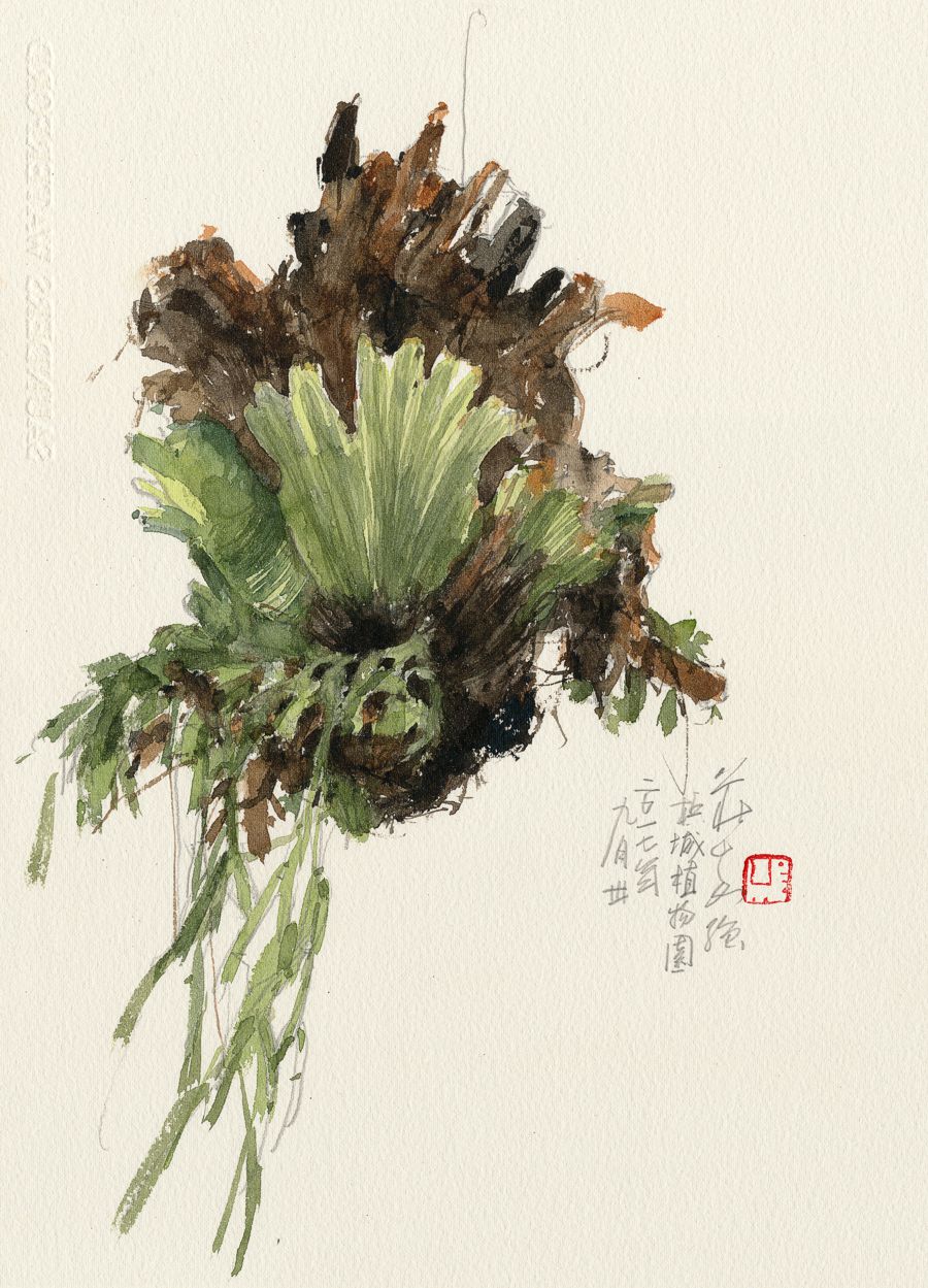 20170930 Staghorn Ferns, Penang Botanic Garden