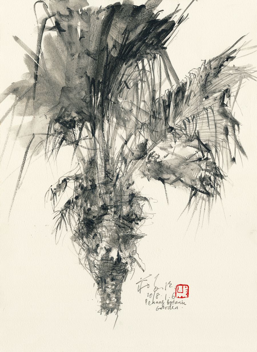 20180106 Palm Tree, Penang Botanic Garden II