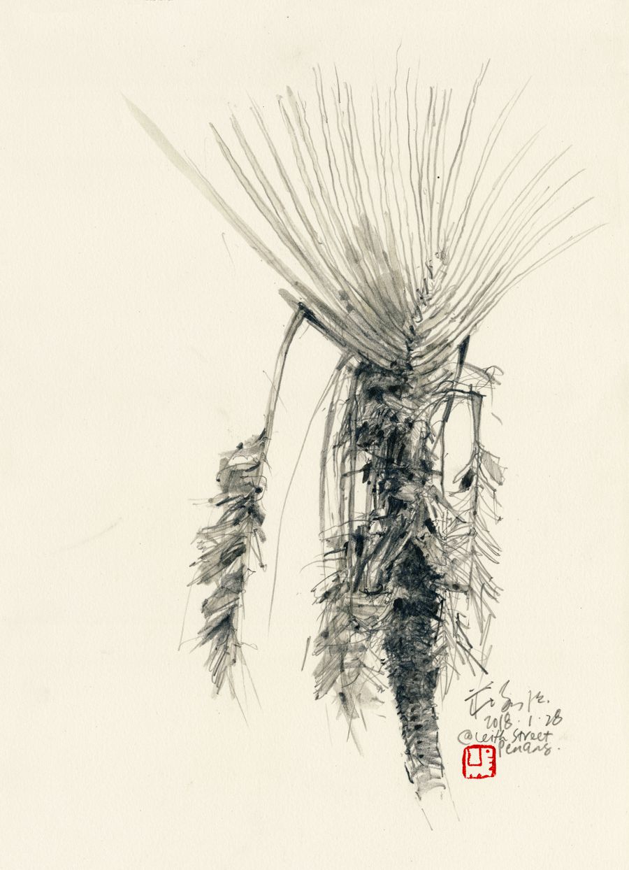 20180128 Traveller’s Palm, Leith Street, Penang