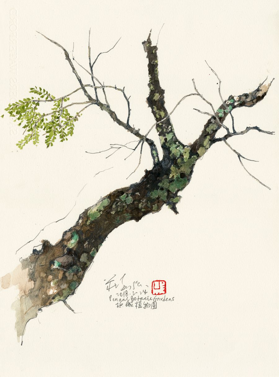 20180224 Old Tree, Penang Botanic Gardens