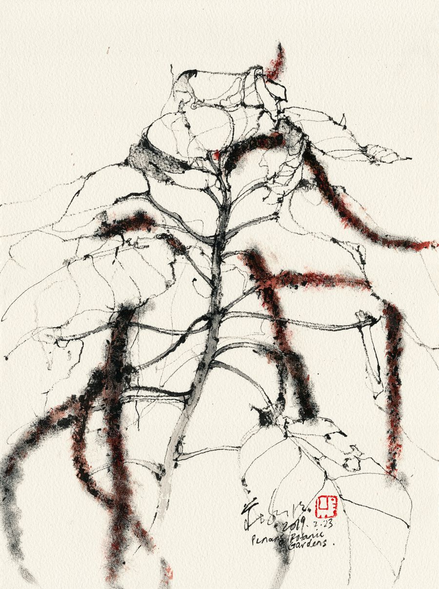 20190223 Red Hot Cat’s Tail, Penang Botanic Gardens