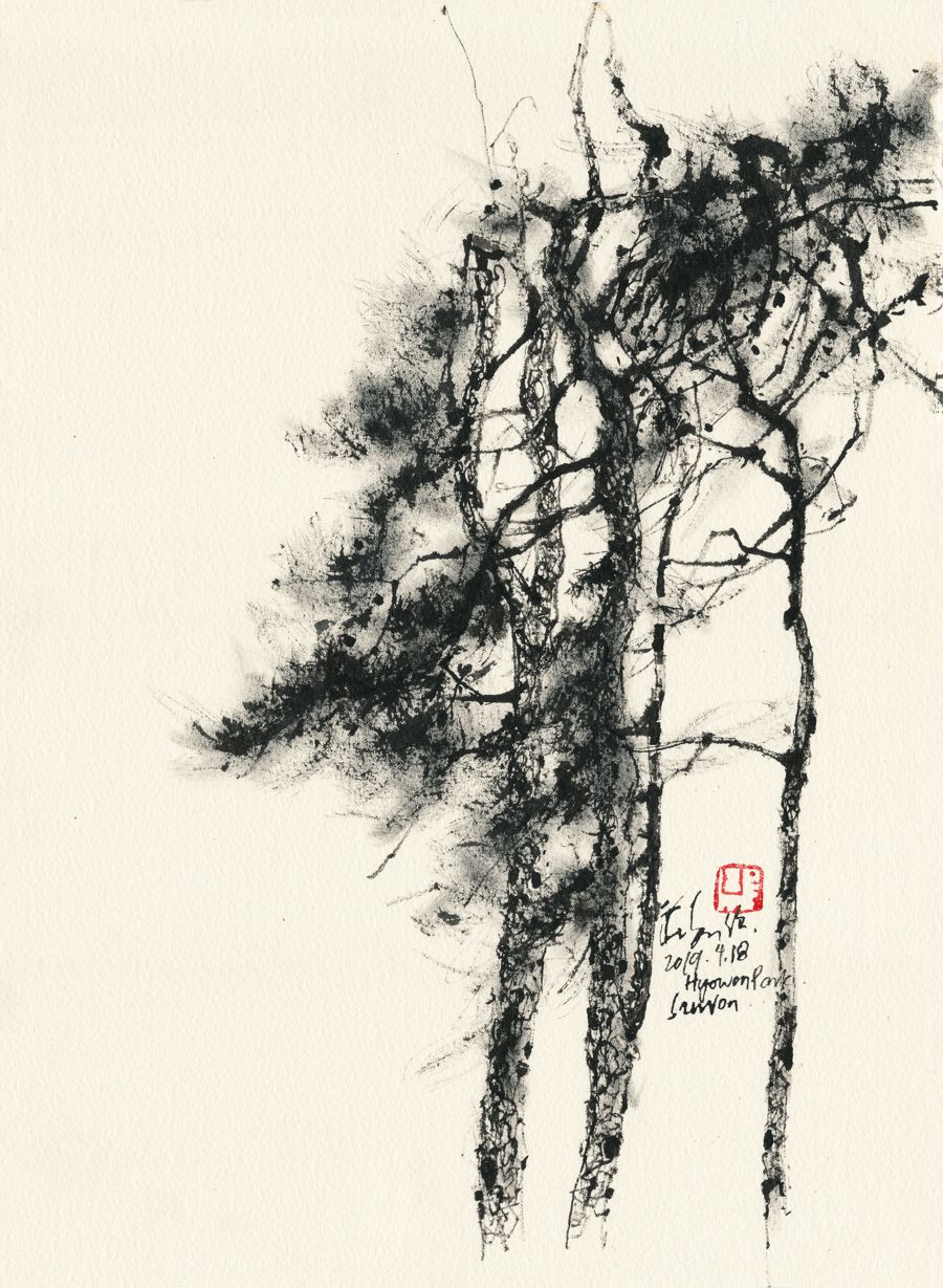 20190418 Pine Trees, Hyowon Park, Suwon, Korea