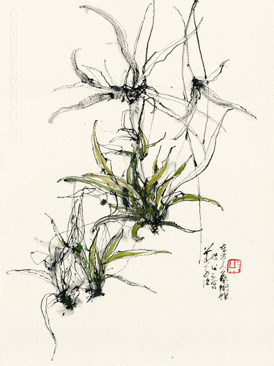 20190526 Chlorophytum comosum, OACC, KL