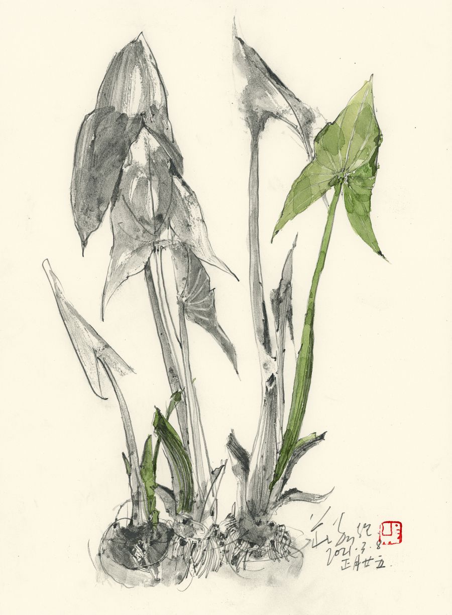 20210308 Arrowheads