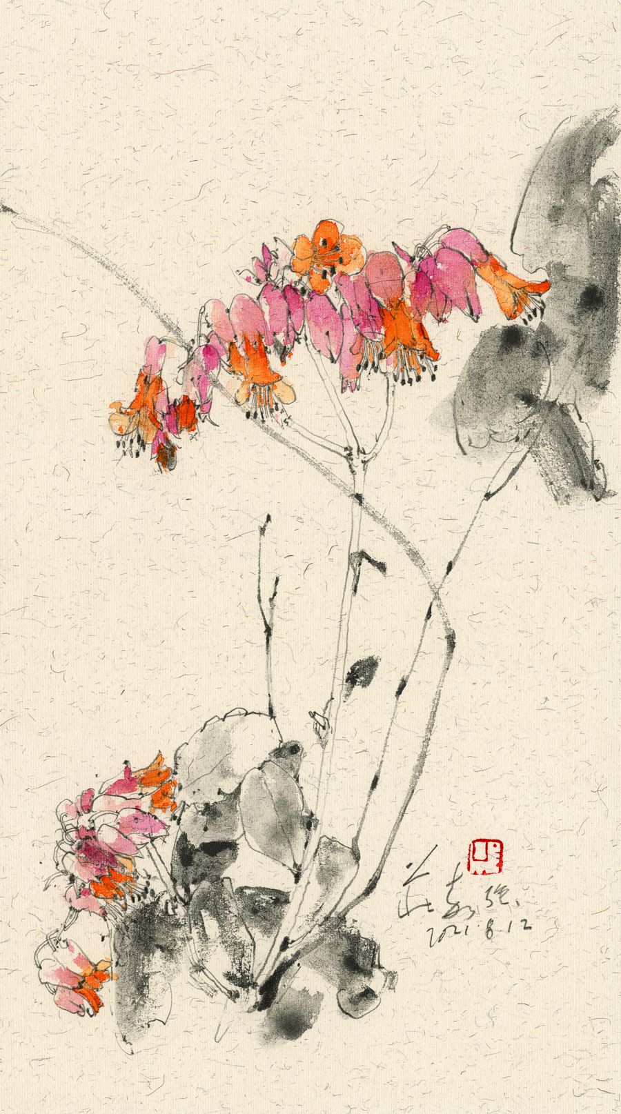 20210812 Kalanchoe gracilipes