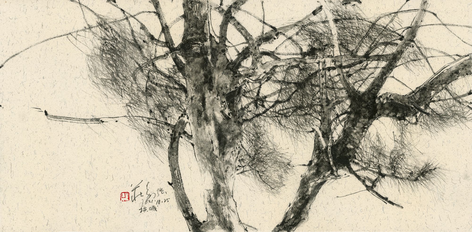 20211025 Casuarina Tree
