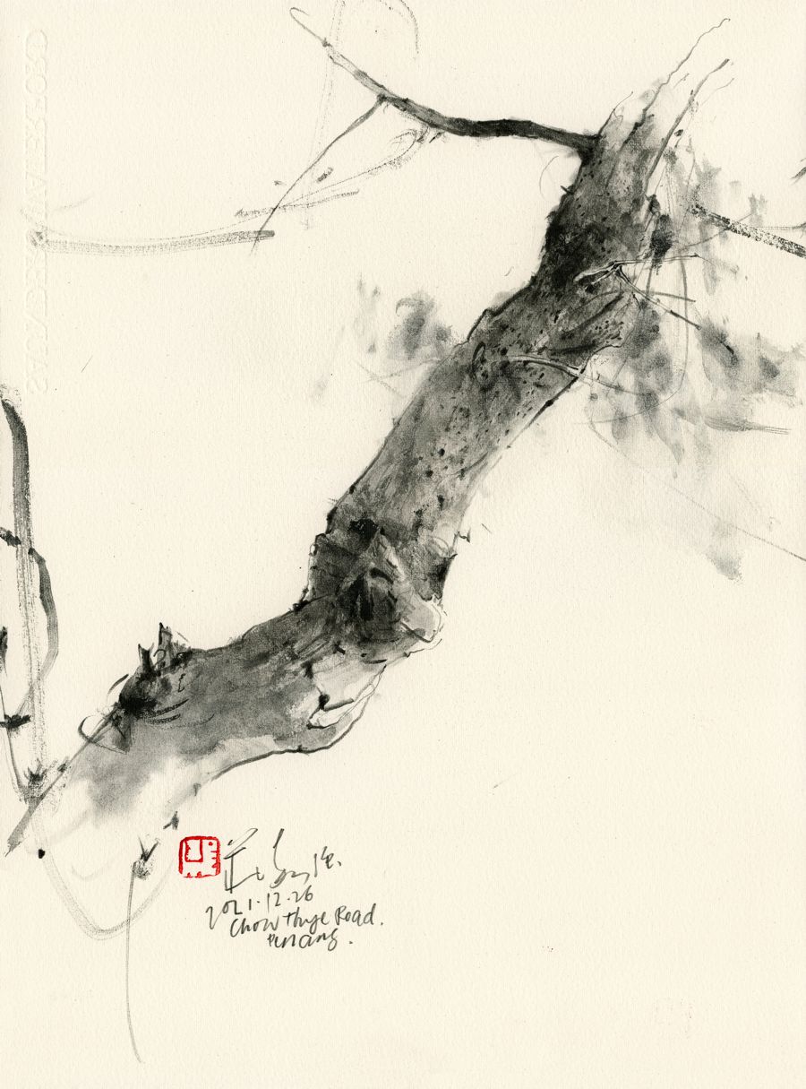 20211226 Tree Study, Chow Thye Road, Penang