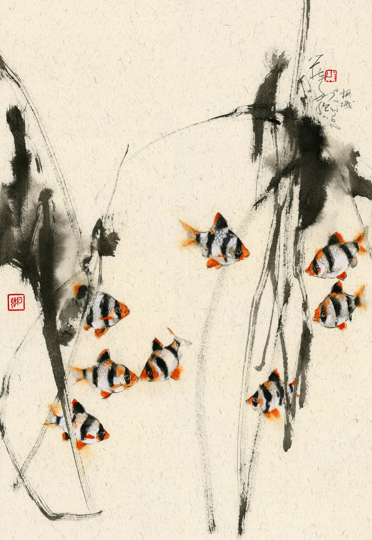 20220202 Tiger Barb