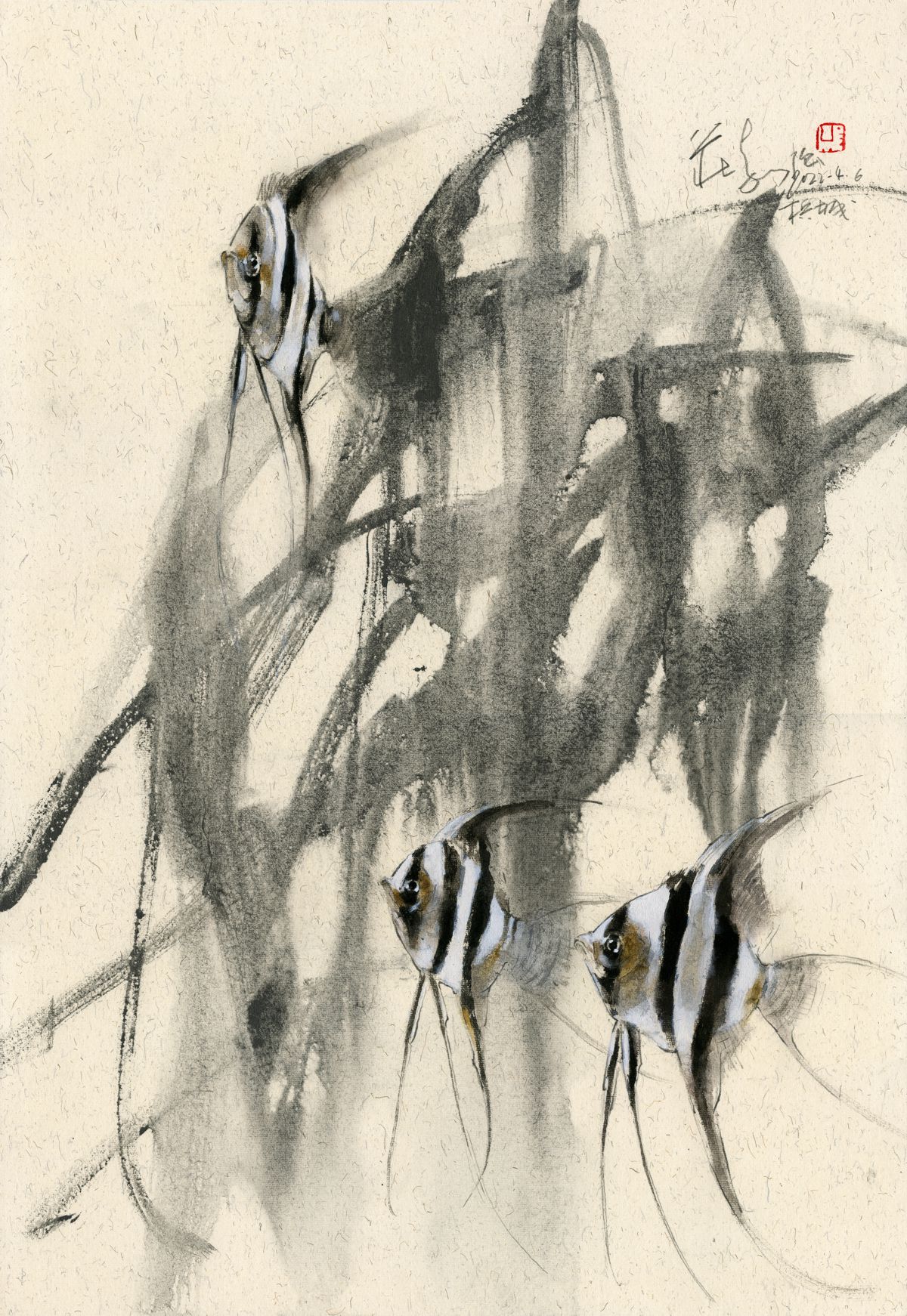 20220406 Angel Fishes