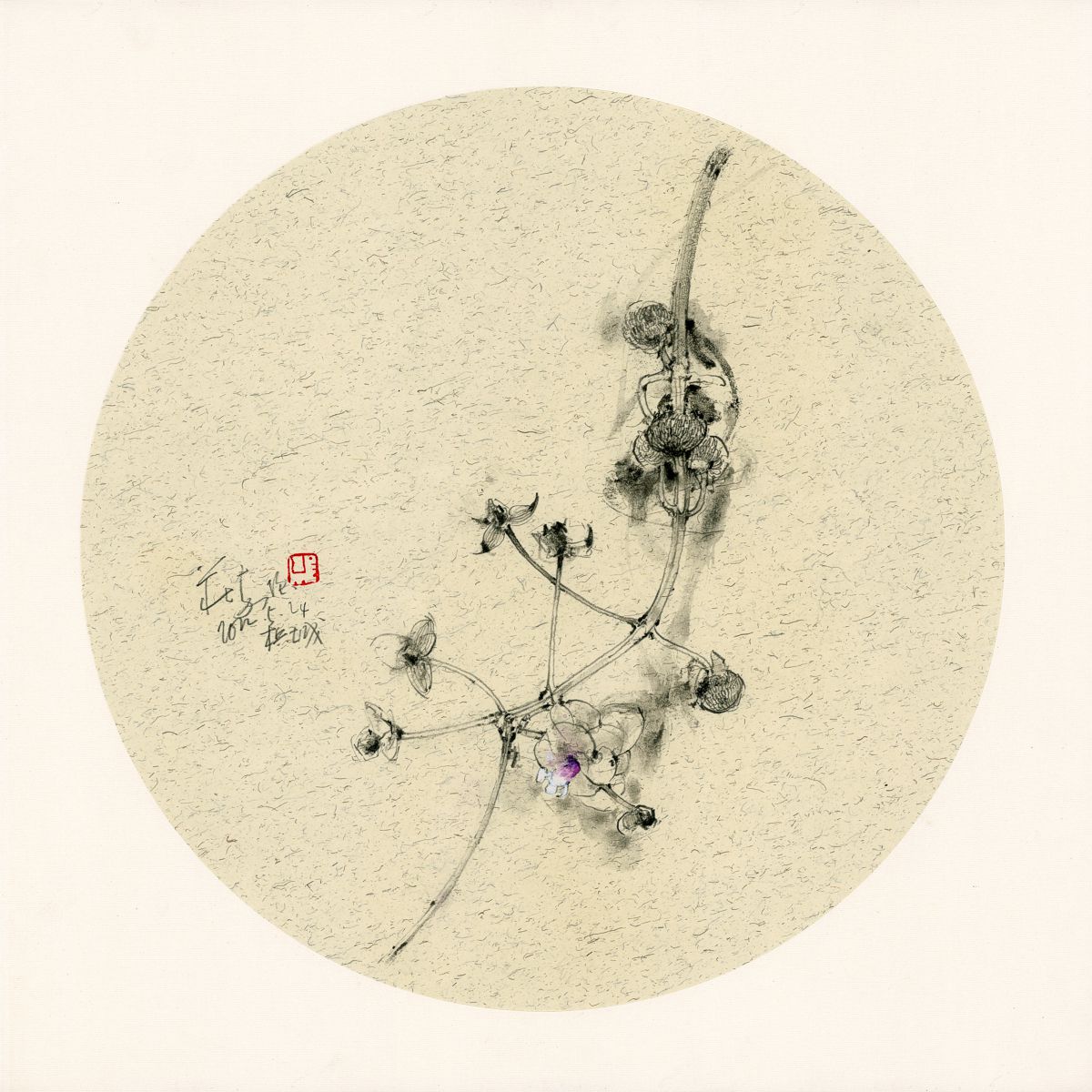 20220524 Sagittaria platyphylla