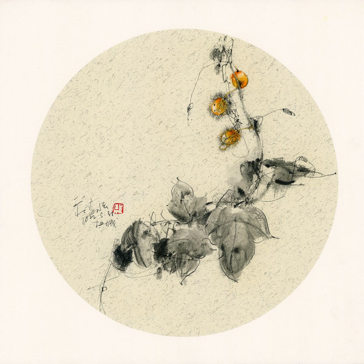 20220531 Passiflora foetida