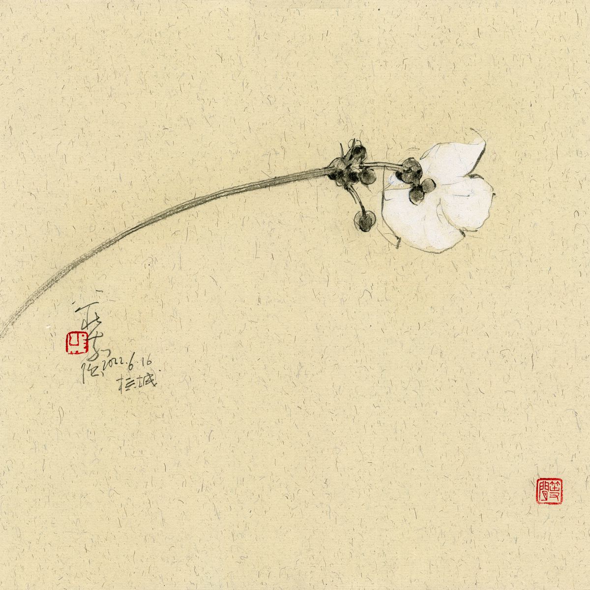 20220616 Sagittaria graminea