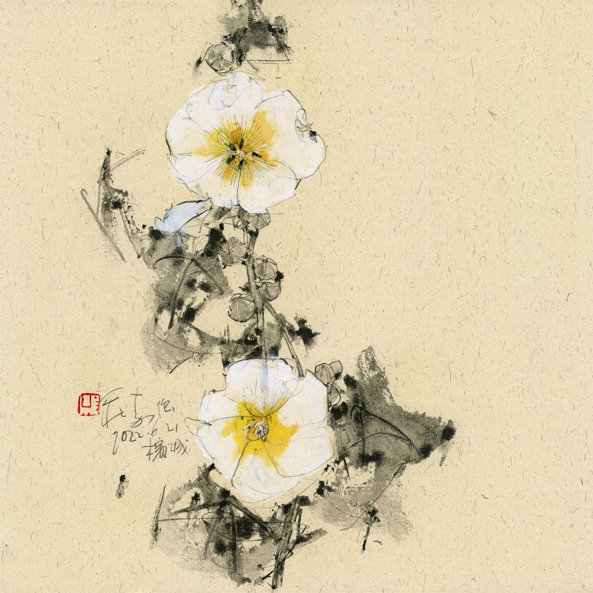 20220621 White Hollyhock