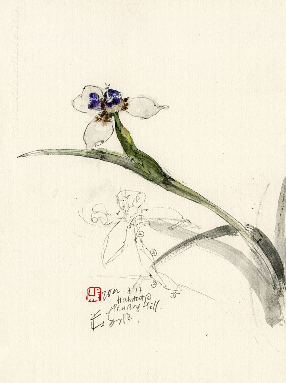 20220717 Trimezia gracilis Study, The Habitat at Penang Hill