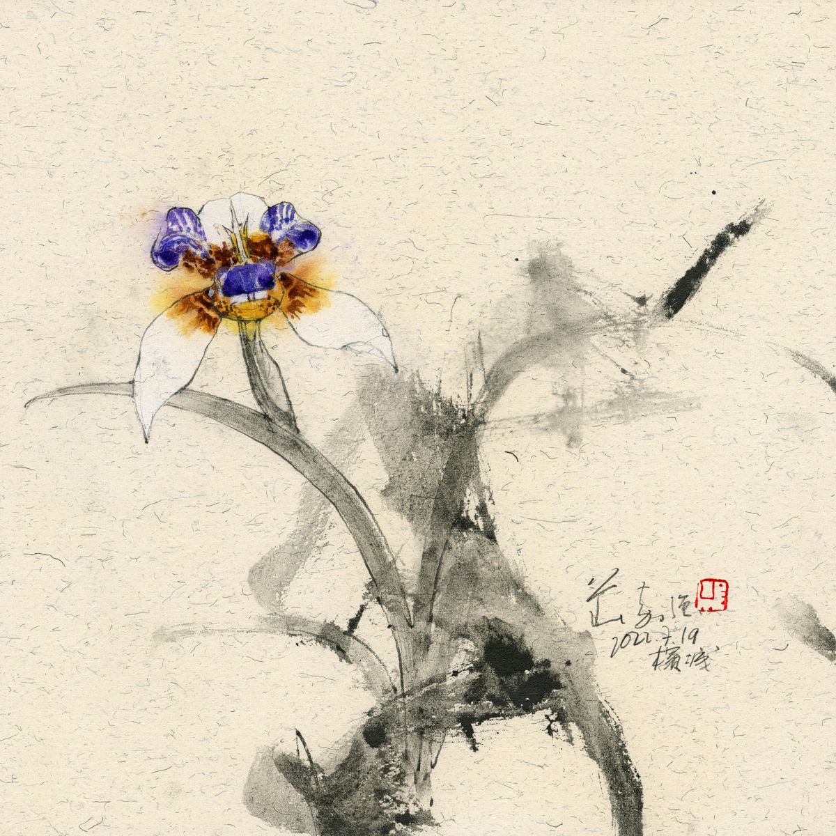 20220719 Trimezia gracilis