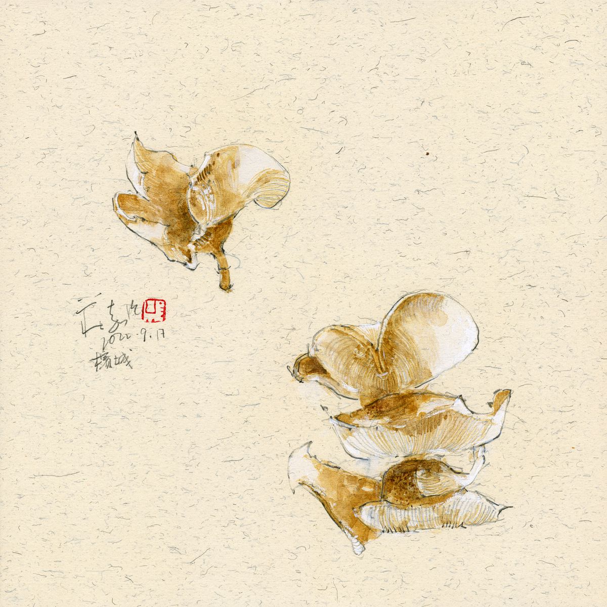 20220917 Wild Mushrooms II