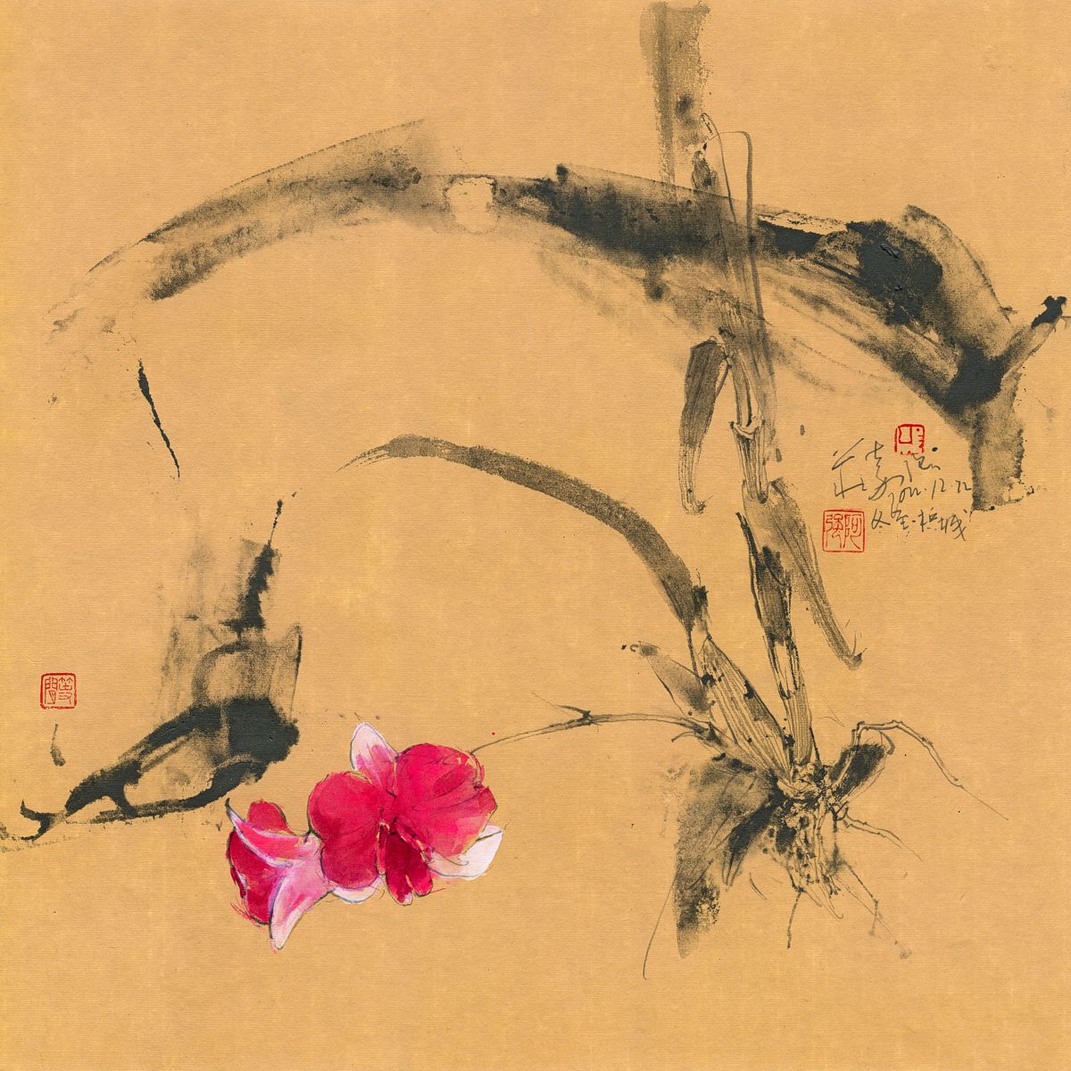 20221222 Dendrobium Orchid