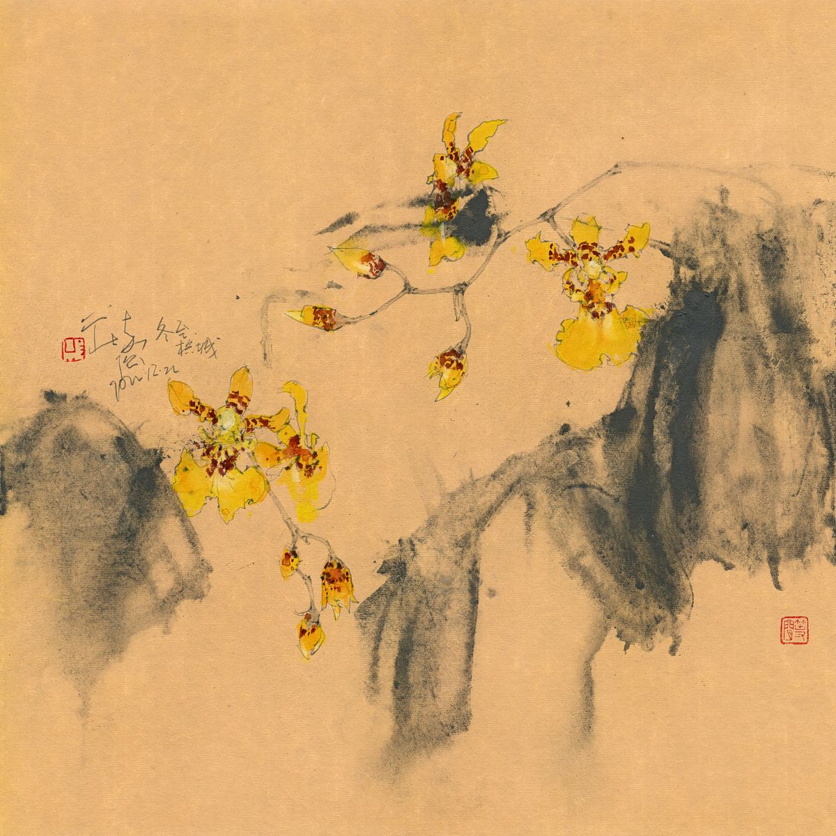 20221222 Oncidium sphacelatum