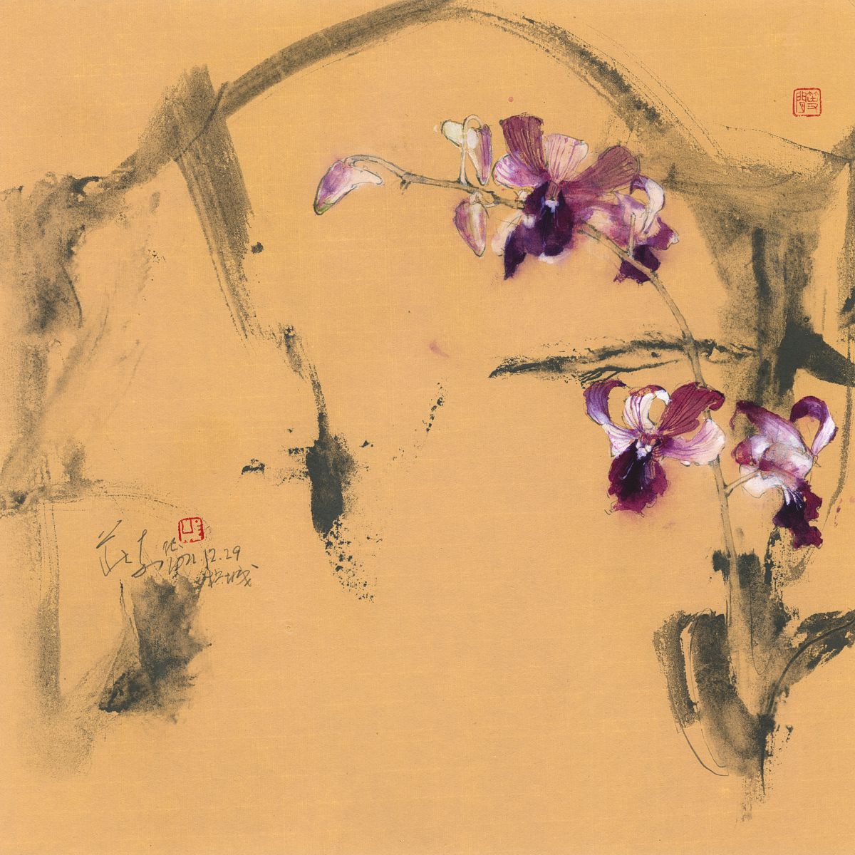 20221229 Dendrobium taurinum