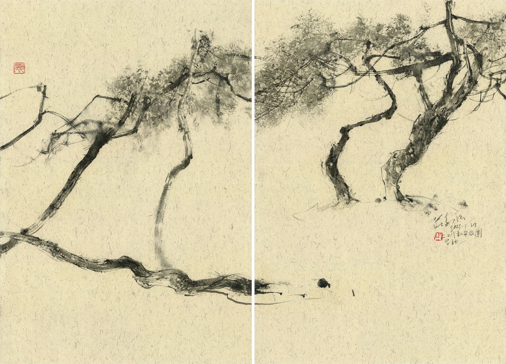 20230129 Pine Trees, 228 Peace Park, Taipei