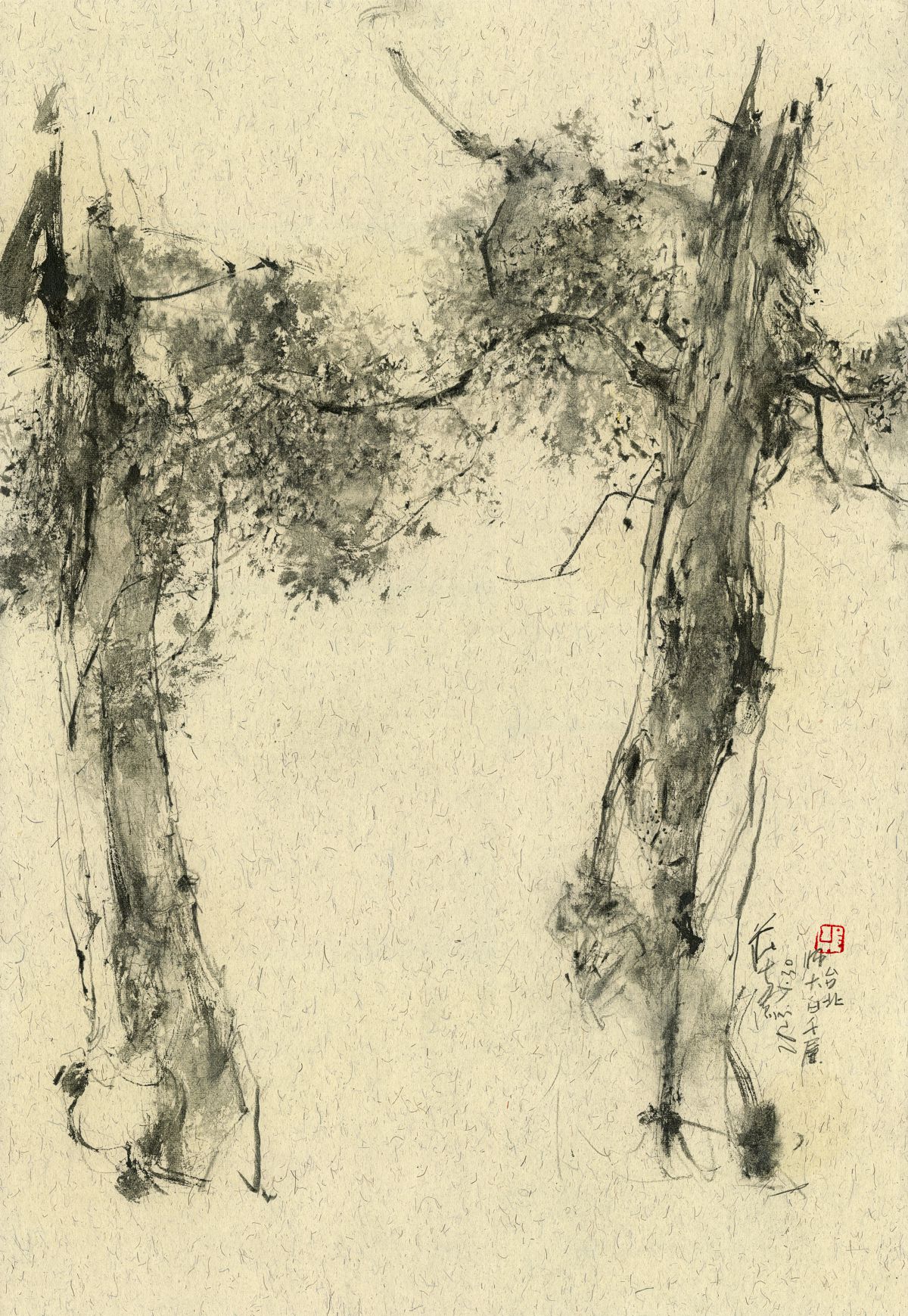 20230130 Melaleuca leucadendra, National Taiwan Normal University, Taipei