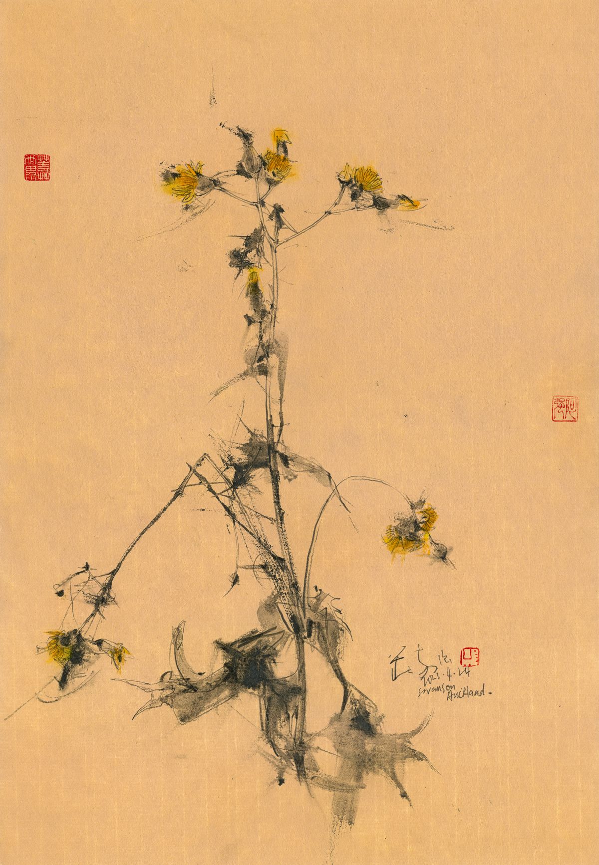 20230424 Sonchus oleraceus, Swanson, Auckland