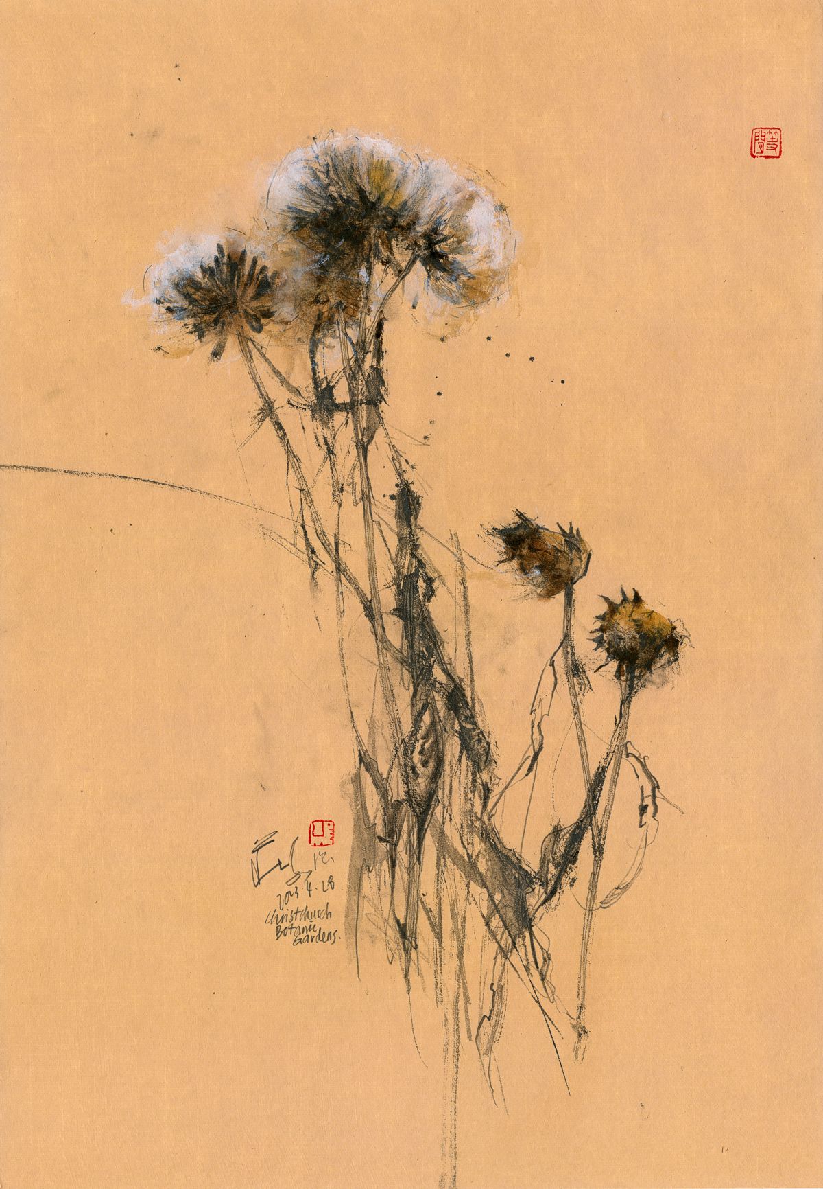 20230428 Wild Flowers, Christchurch Botanic Gardens