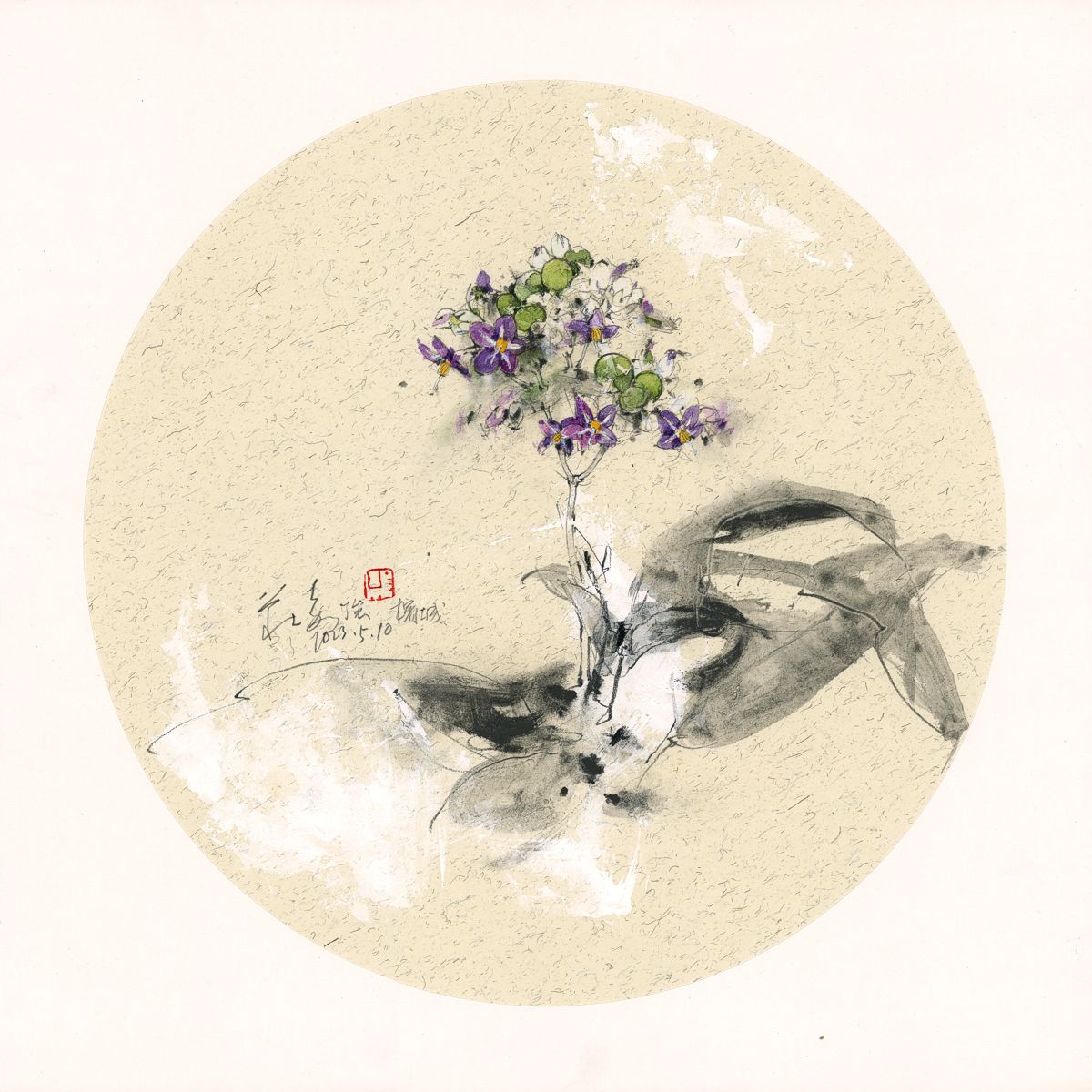 20230510 Solanum mauritianum
