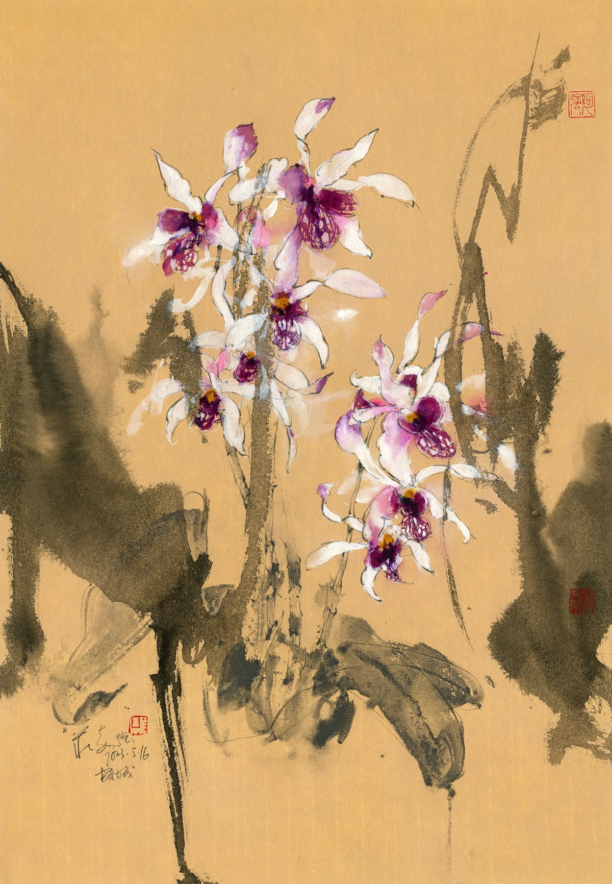 20230516 Dendrobium Caesar