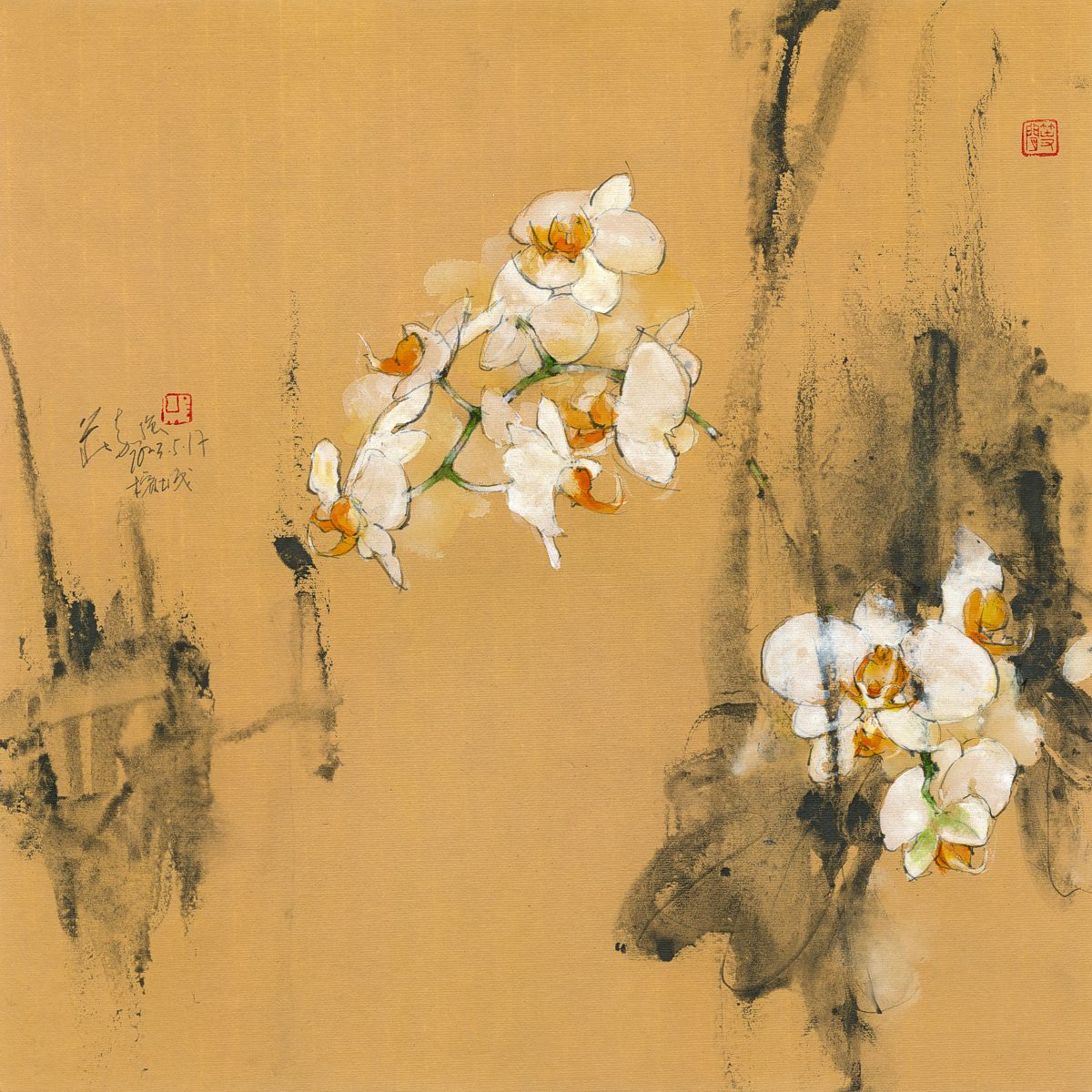 20230517 Moth Orchid