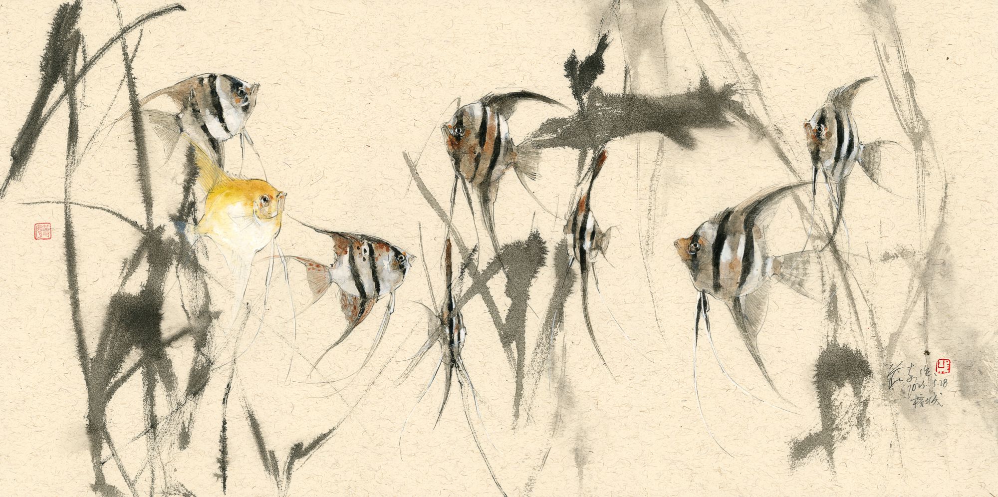 20230528 Eight Angel Fishes