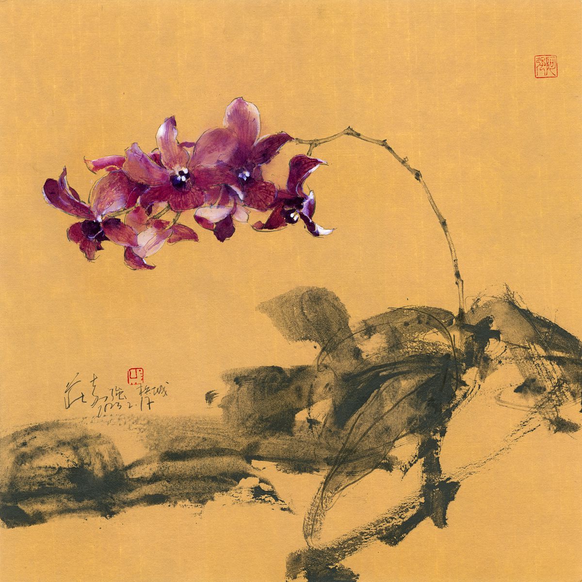 20230217 Dendrobium bigibbum