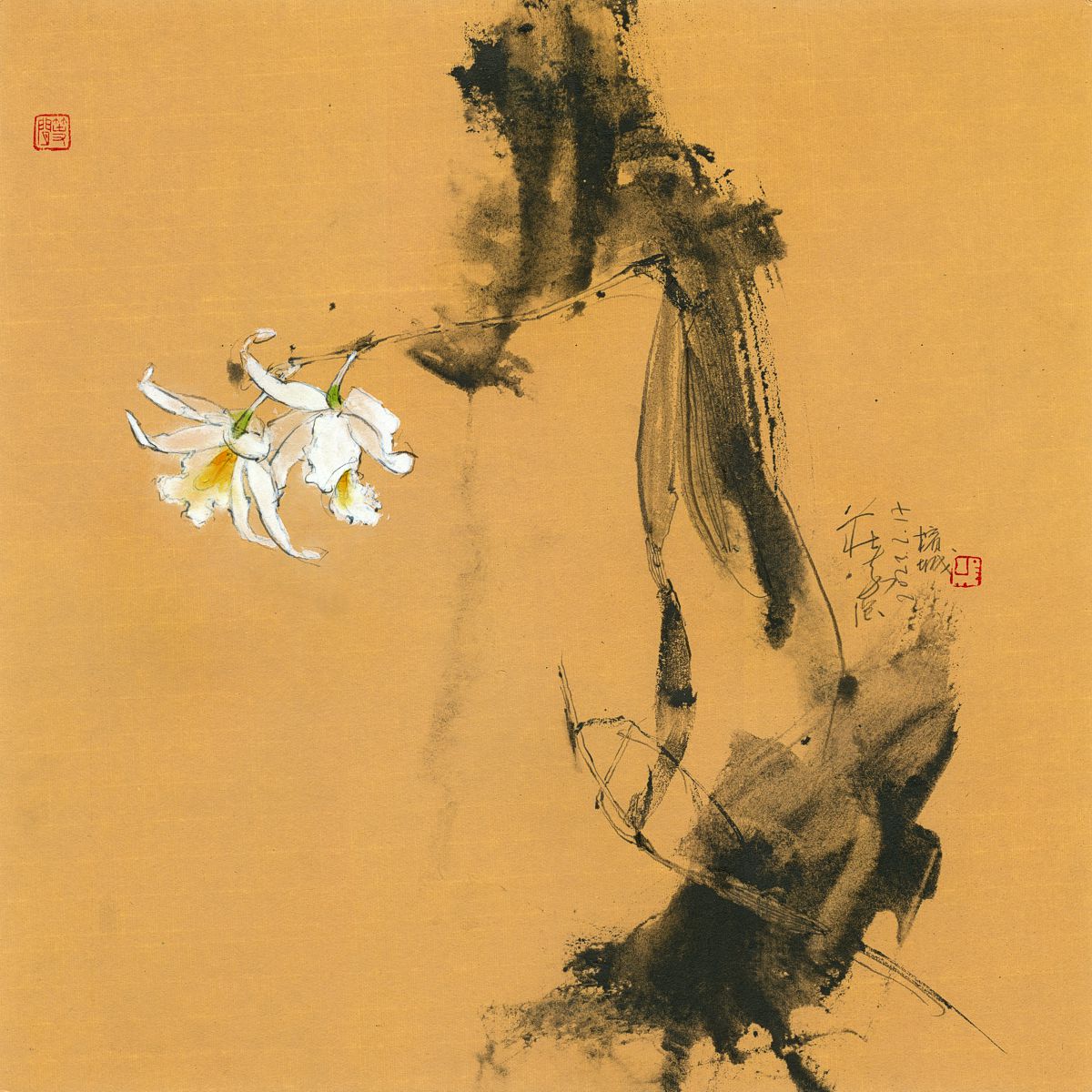 20230217 Pigeon Orchid