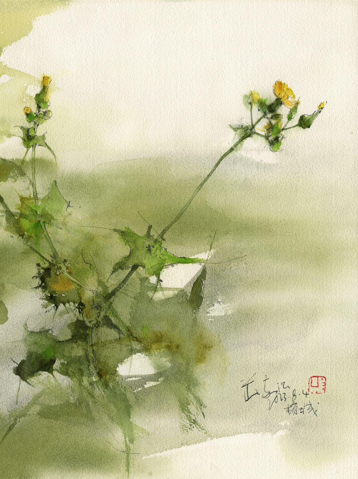 20230804 Common Sowthistle