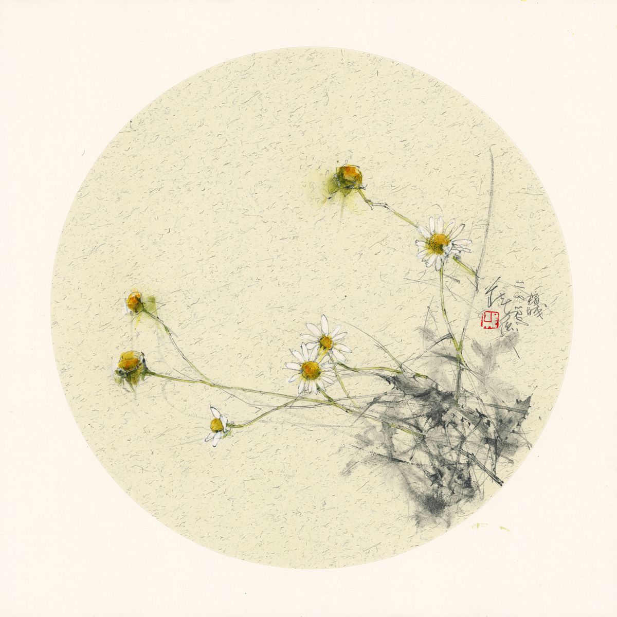 20230815 Tripleurospermum inodorum