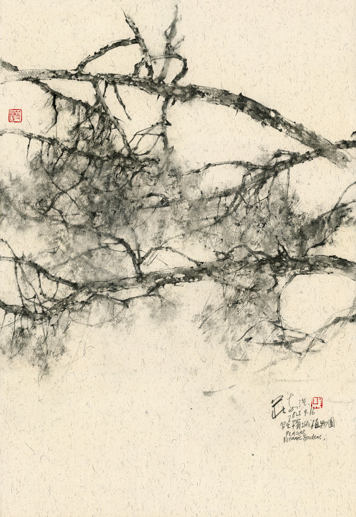 20230916 Chinese Juniper, Penang Botanic Gardens