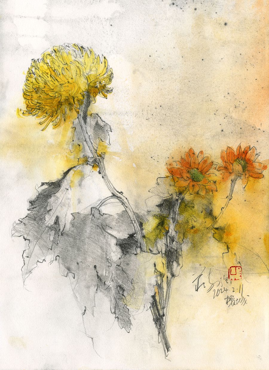 20240211 Chrysanthemum Study