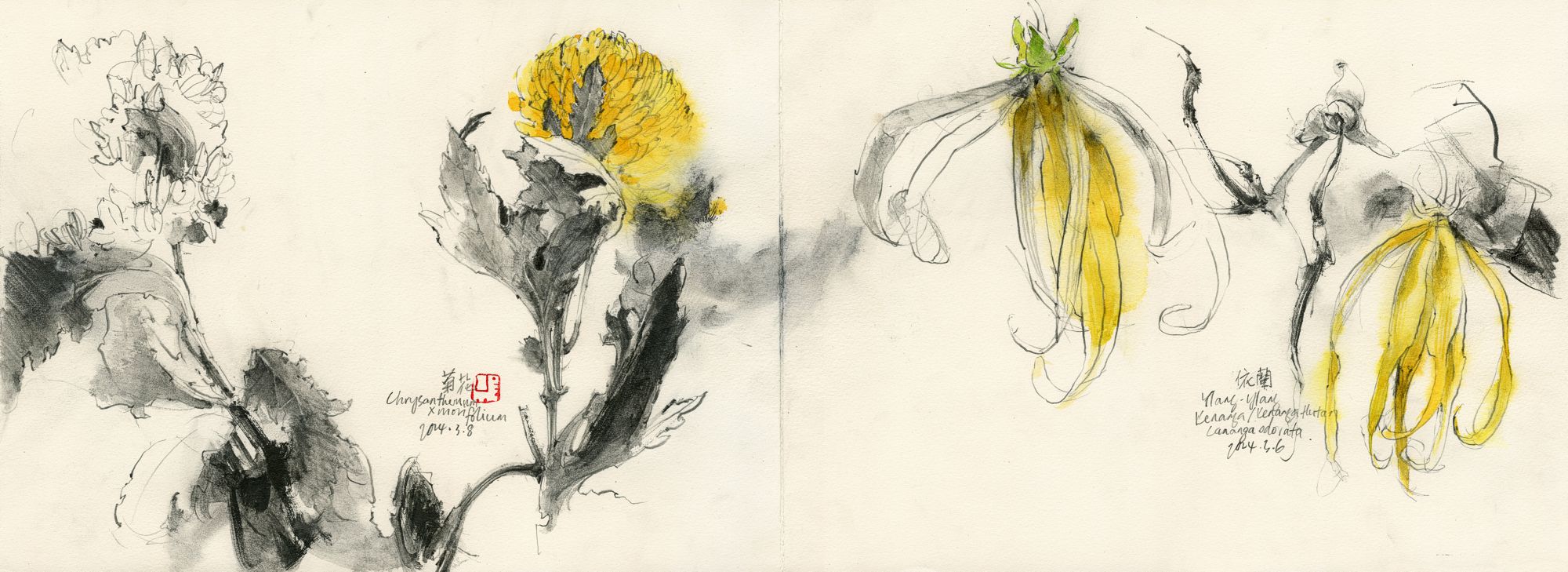 20240308 Study of Chrysanthemum & Ylang-ylang