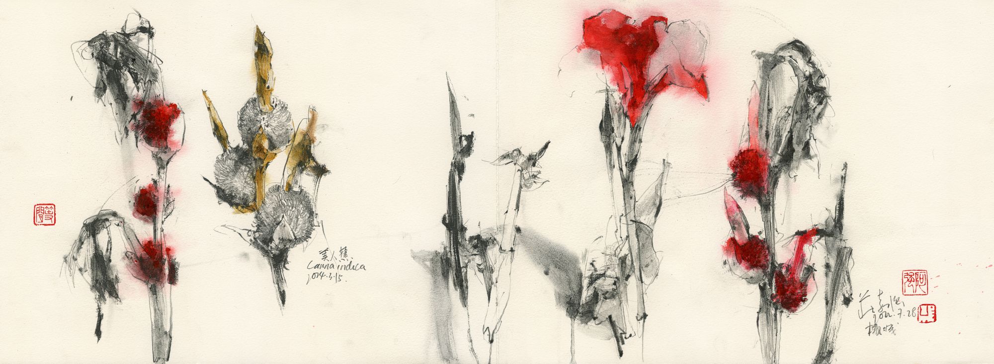 20240315 Study of Canna indica