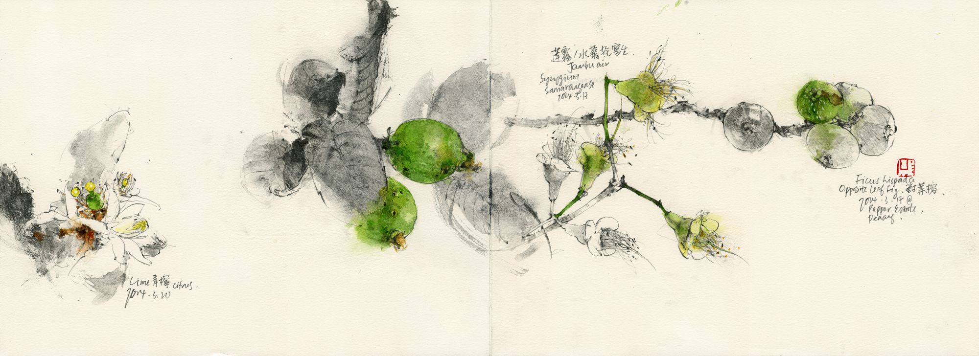 20240320 Study of Lime, Jambu Air & Opposite Leaf Fig