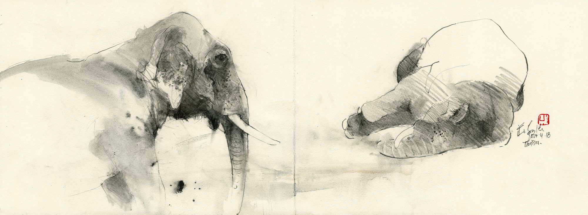 20240418 Elephant