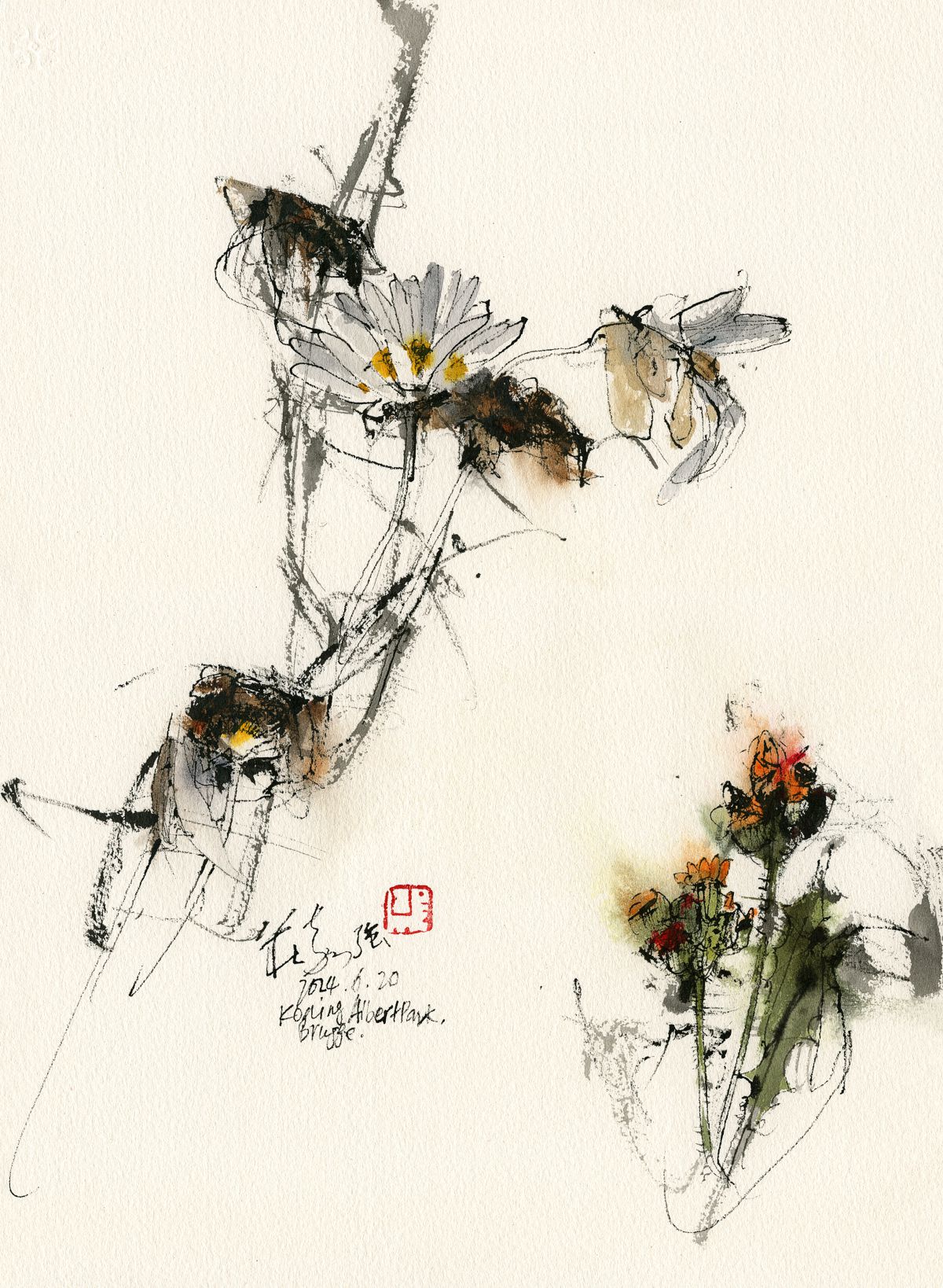 20240620 Ox-eye Daisy & Fox and Cubs, Koning Albert I-park, Brugge