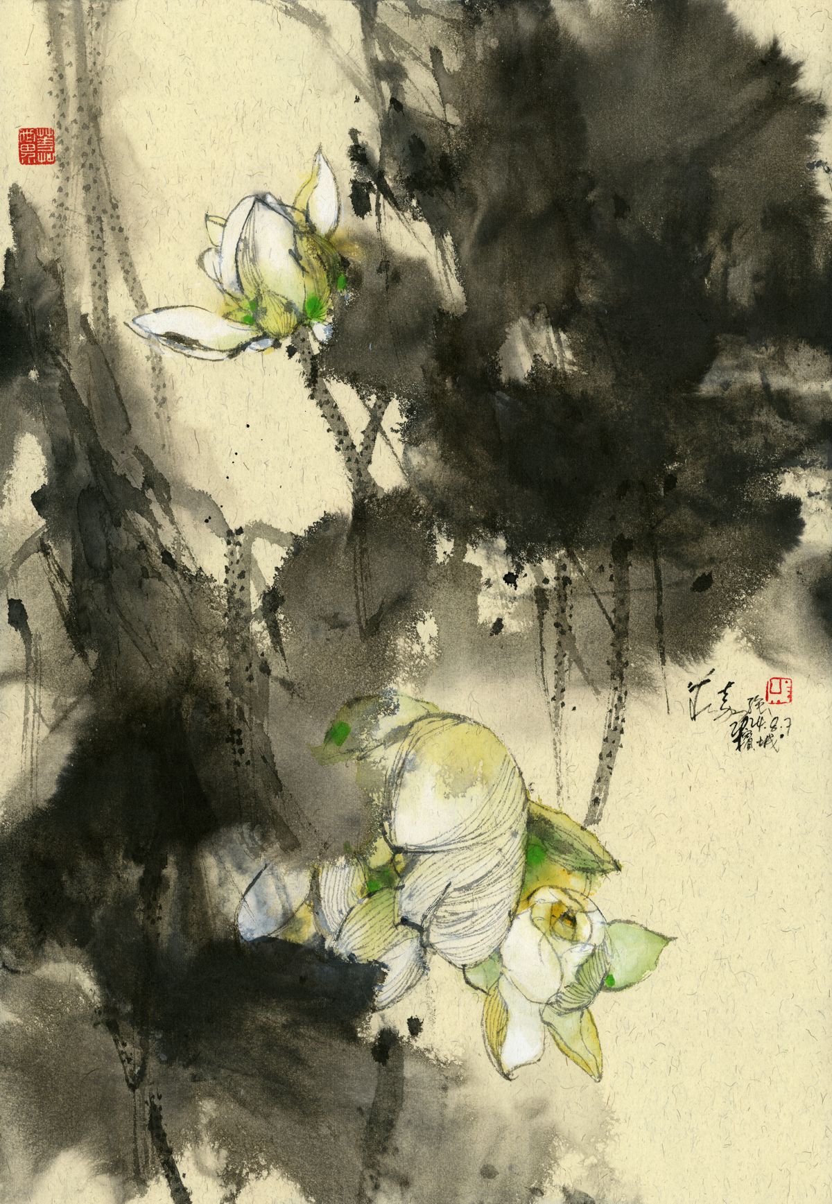 20240807 White Lotus II