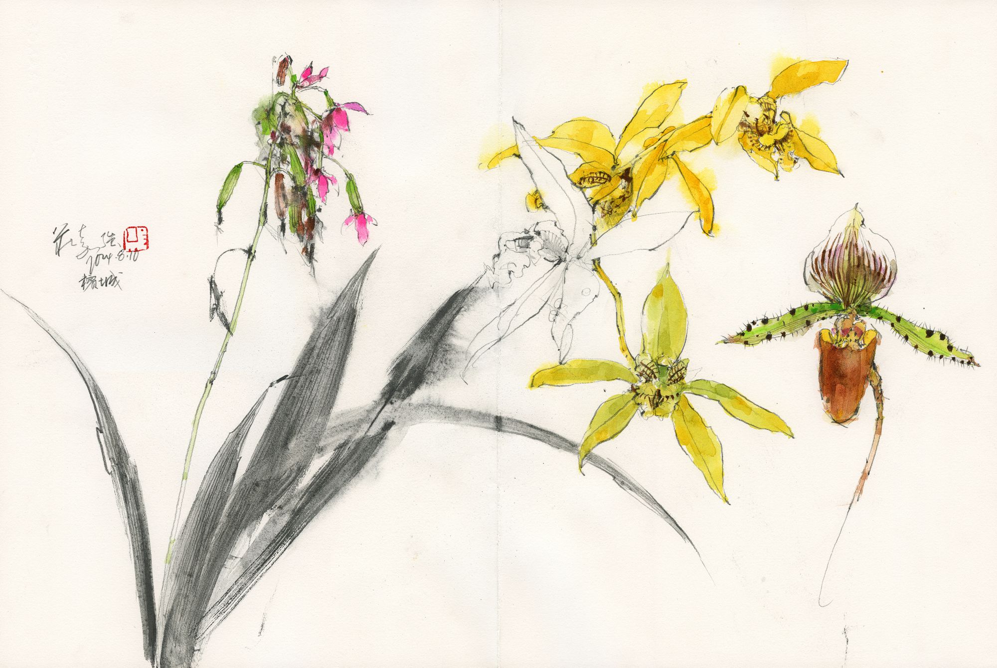 20240810 Orchid Study