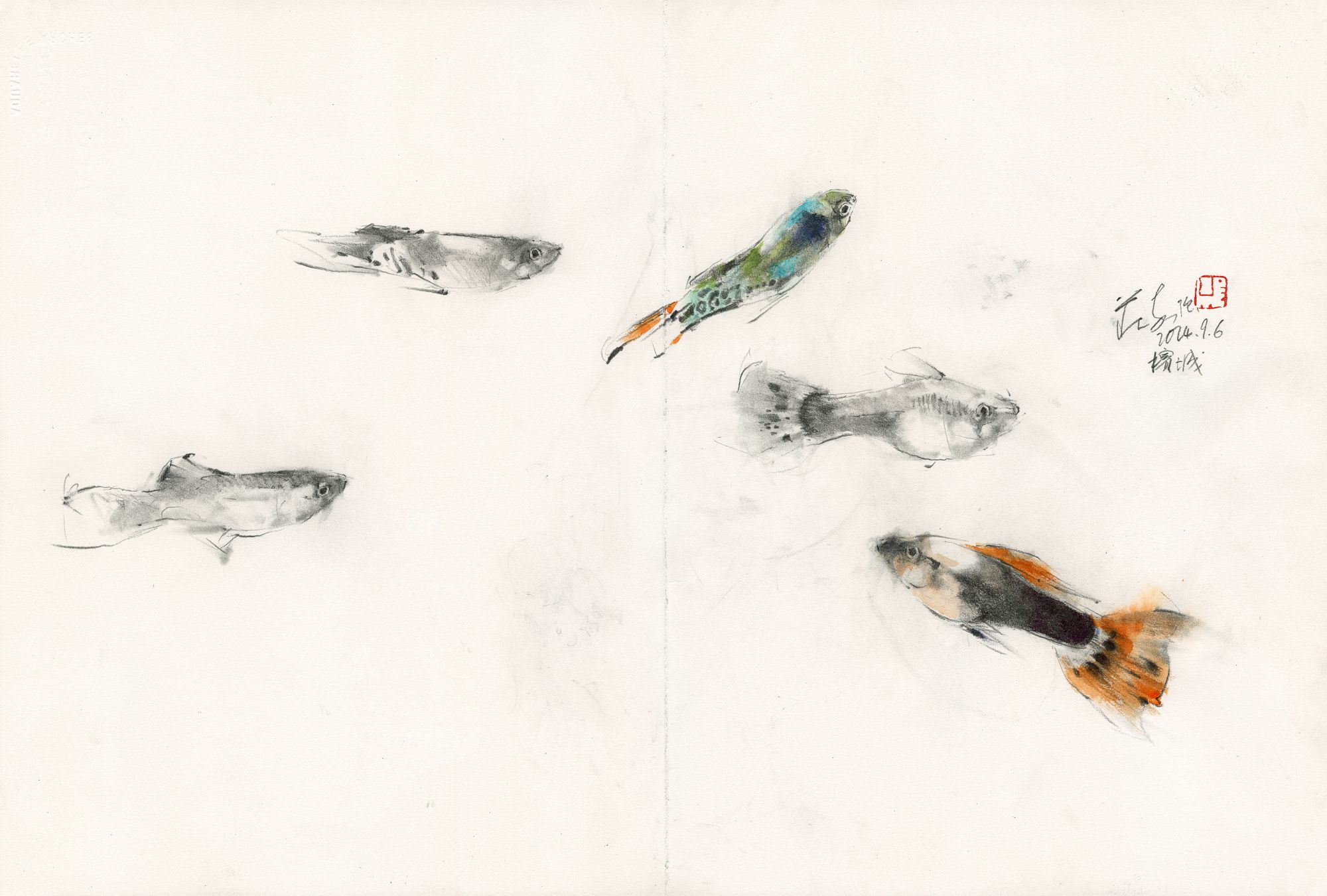 20240906 Guppy Study