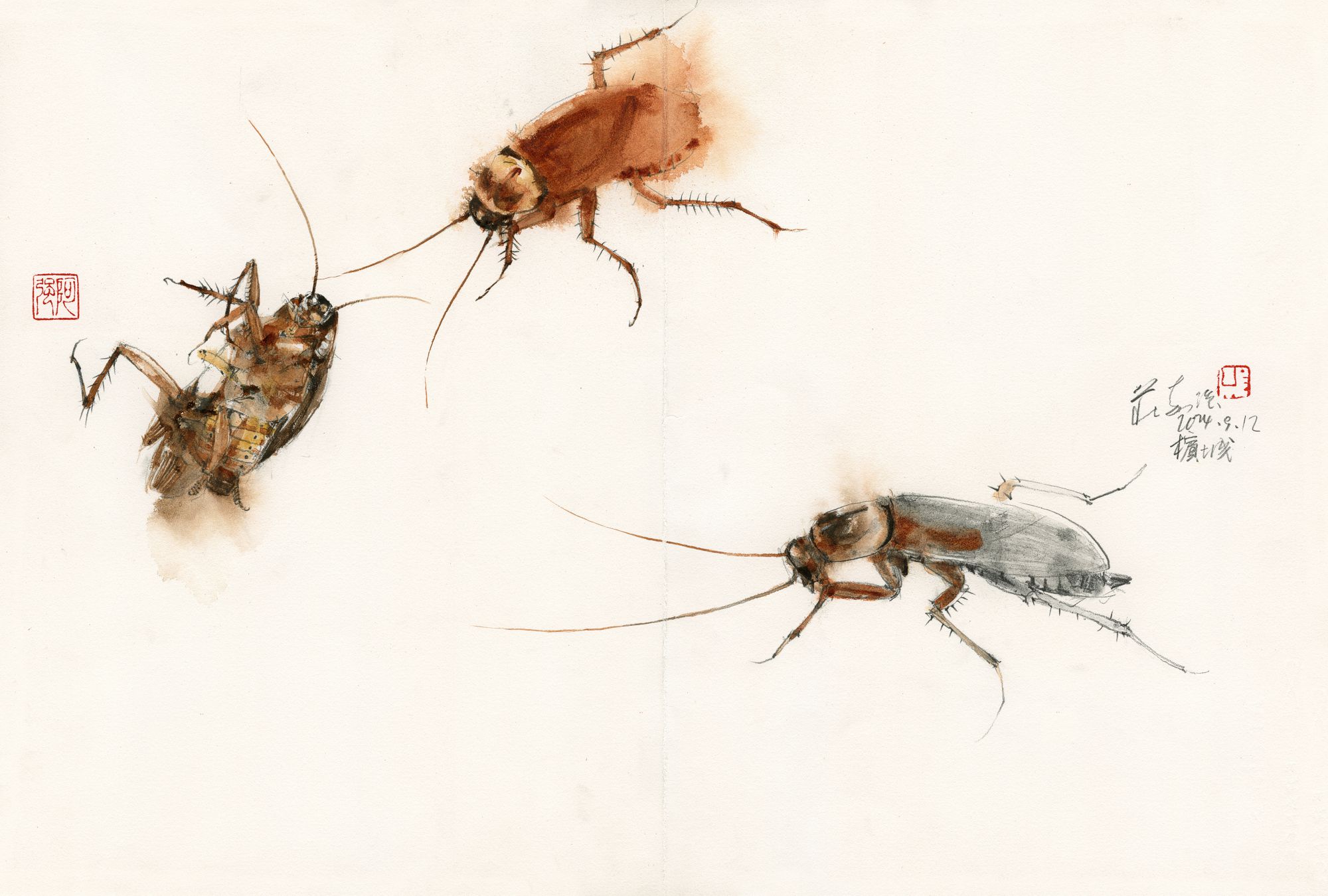 20240912 Cockroach Study