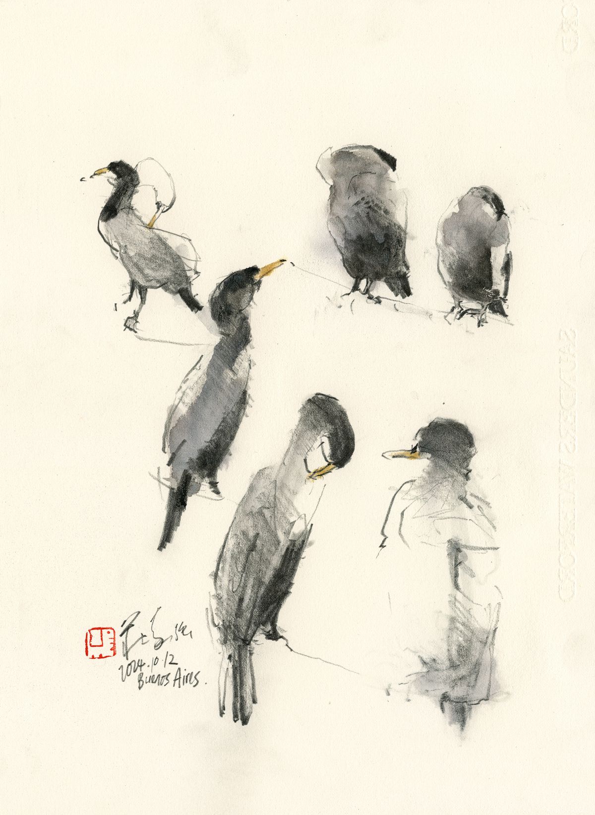 20241012 Cormorants, Puerto Madero, Buenos Aires, Argentina
