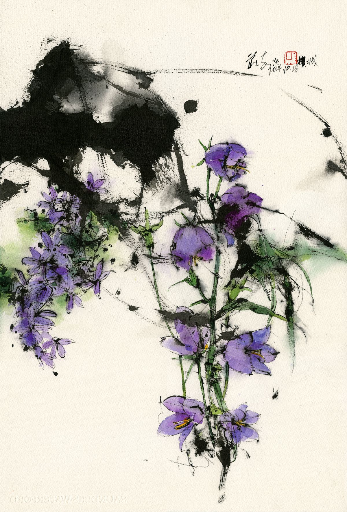20241028 Campanula latifolia & Campanula persicifolia